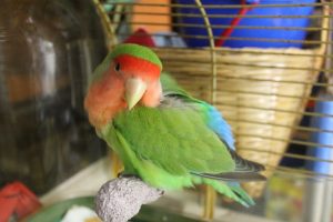Peach Faced Lovebird
