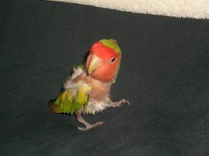 Peach Faced Lovebird Baby