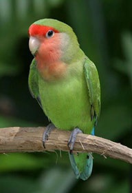 Peach Faced Lovebird Pied