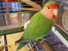 Peach-Faced Lovebirds Facts, Pet Care, Temperament, Price, Pictures