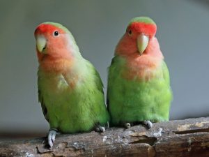 Peach Faced Lovebirds