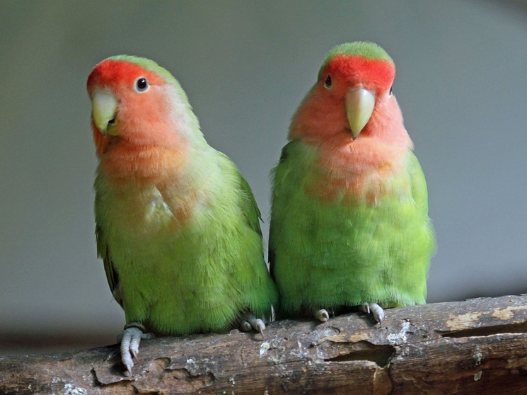 Peach shop faced parakeet