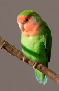 Rosy Face Lovebird