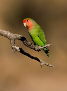 Rosy Faced Lovebird