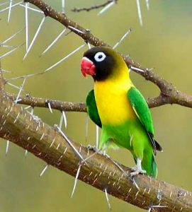Yellow Collared Lovebird