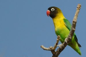 Yellow Collared Lovebird Images