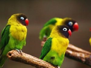 Yellow Collared Lovebird Photos