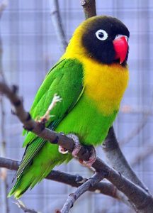 Yellow Collared Lovebird Pictures