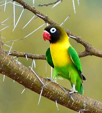 Yellow-Collared Lovebird Facts, Care, Behavior, Pictures