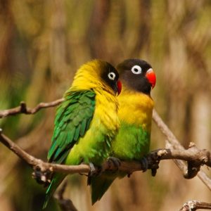 Yellow Collared Lovebirds
