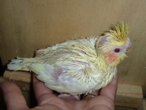 Baby Lutino Cockatiel