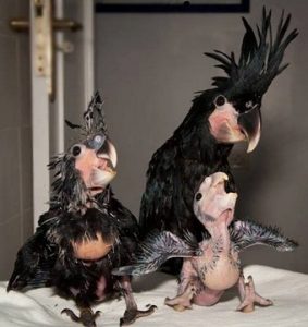 Baby Palm Cockatoo
