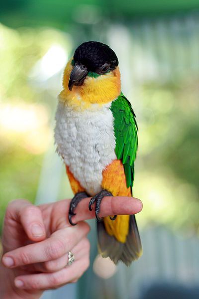 Black-Headed Caique Facts, Pet Care, Temperament, Price 