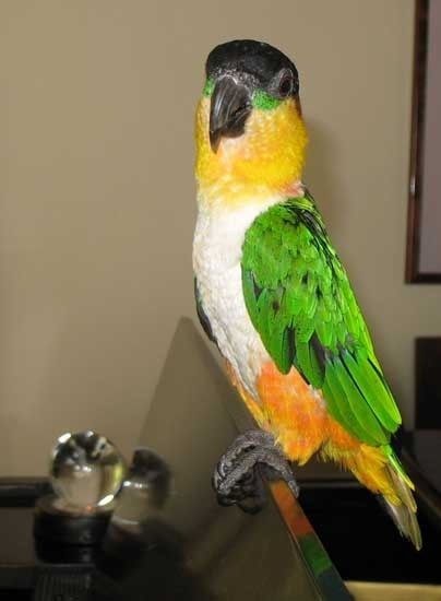 caique headed parrot wings aviary singing pet facts care
