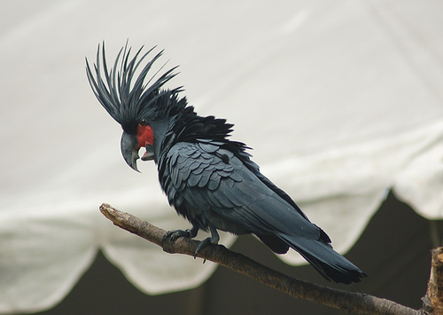 goliath cockatoo goliath cockatoo