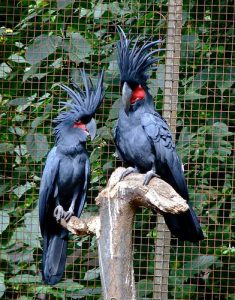Black Palm Cockatoos