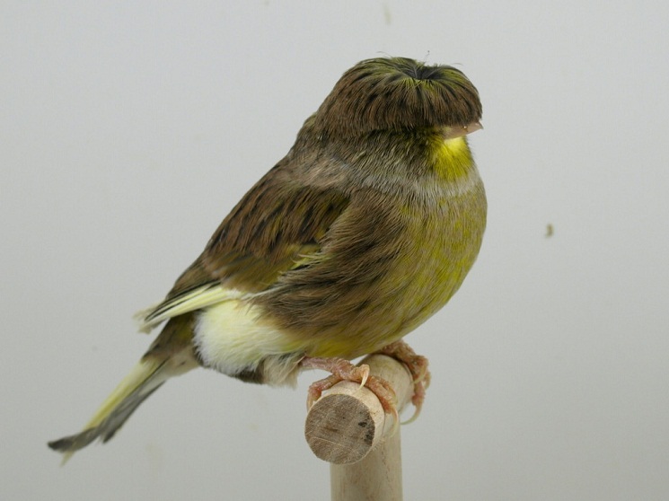 Gloster-Canary.jpg