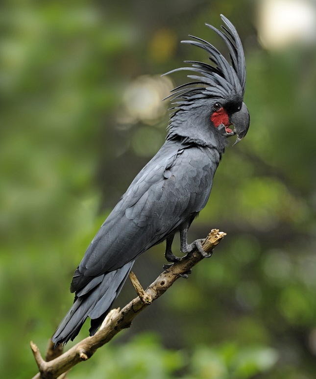 Black Palm Cockatoo Facts, Pet Care, Personality, Pictures