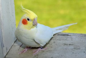 Lutino Cockatiel