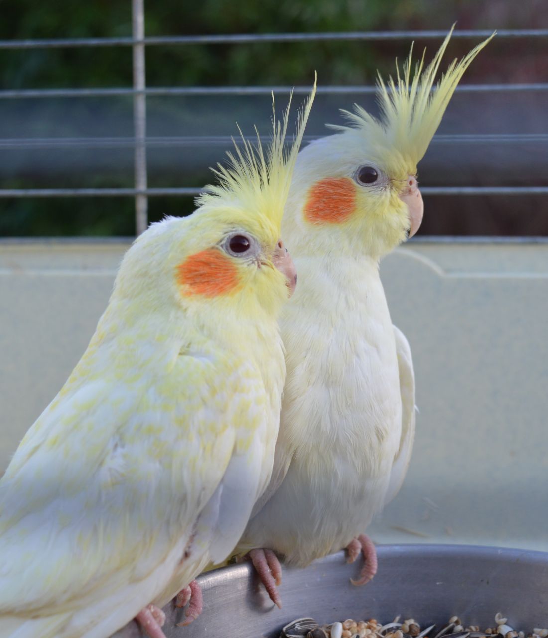 albino cockatiel price