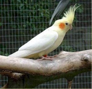 Lutino Cockatiel Images