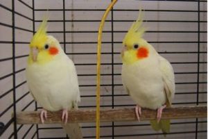 Lutino Cockatiel Male and Female