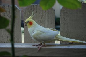 Lutino Cockatiel Pictures