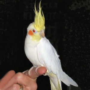 Lutino Cockatiel as Pets