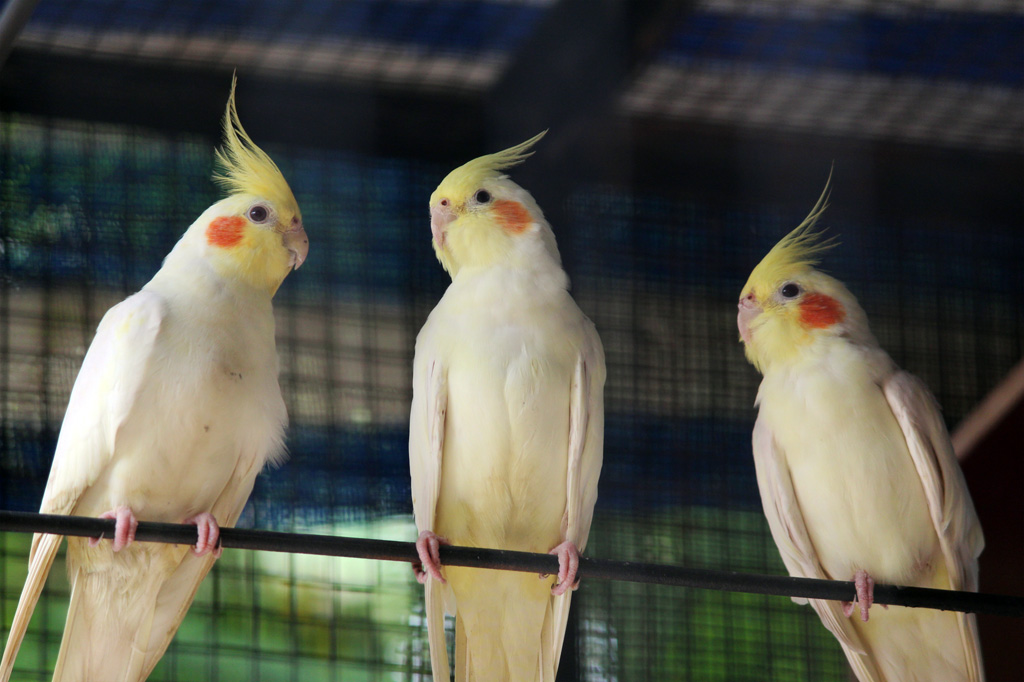 yellow cockatiel parrot