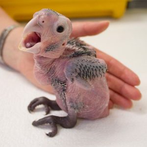 Palm Cockatoo Chick