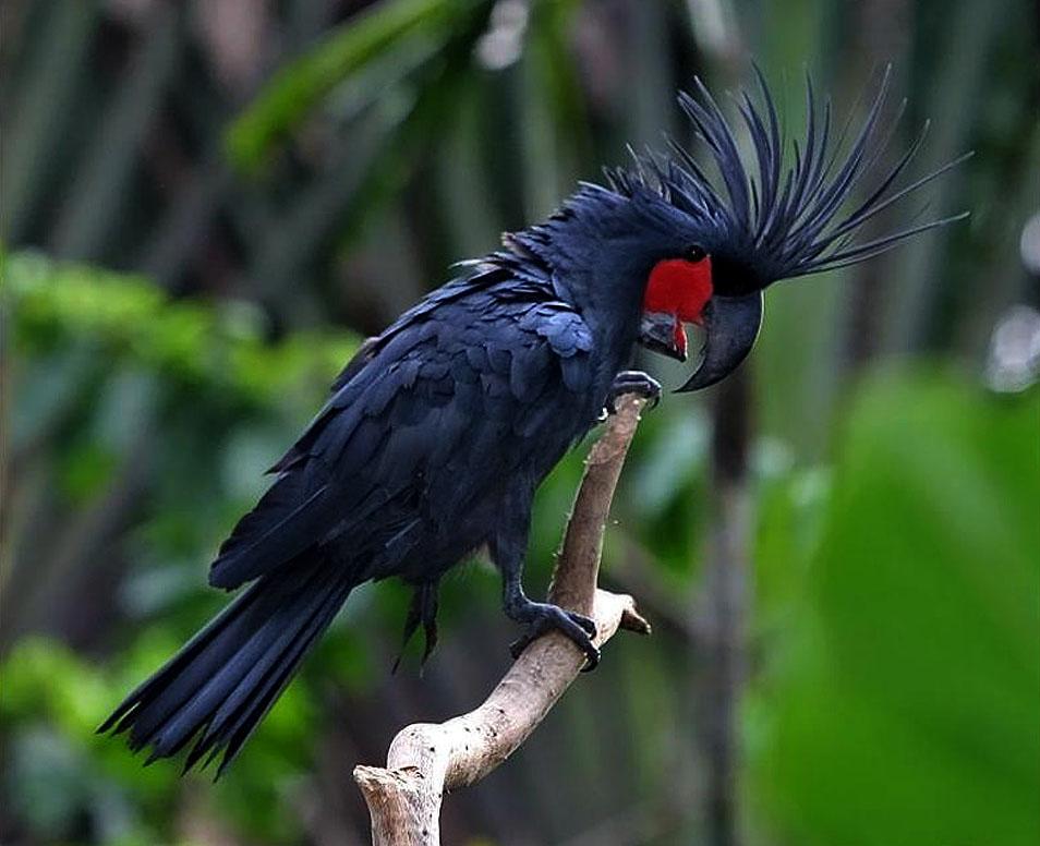 Black Palm Cockatoo Facts, Pet Care, Personality, Pictures