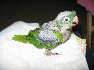 Baby Blue Crown Conure
