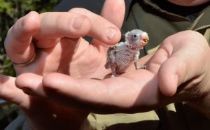 Baby Budgerigar