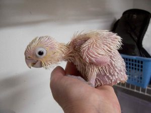 Baby Goffin Cockatoo