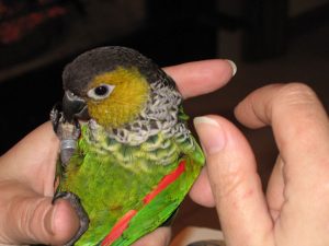 Black Cap Conure