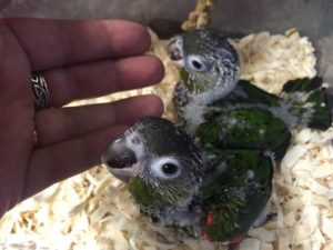 Black Capped Conure Babies