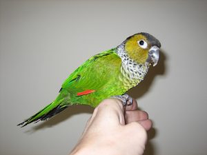 Black Capped Conure Bird