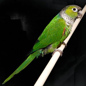 Black Capped Conure Images