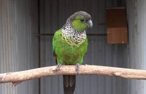 Black Capped Conure Pictures