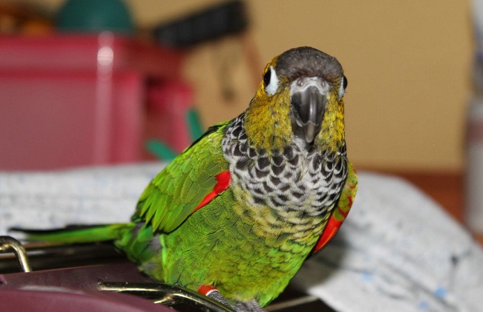 Conure price deals