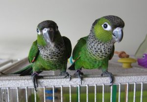 Black Capped Conures