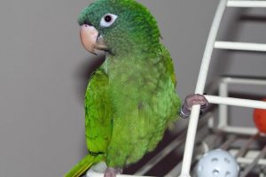 Blue Crown Conure