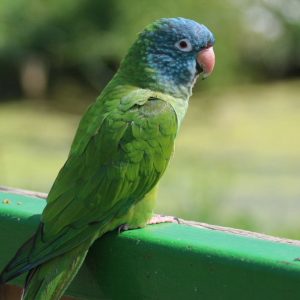 Blue Crown Conure Bird