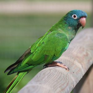 Blue Crown Conure Images