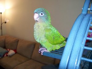 Blue Crown Conure Pictures