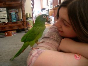 Blue Crown Conure Size