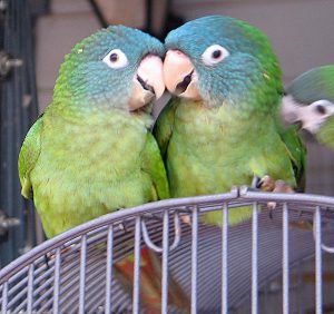 Blue Crown Conures