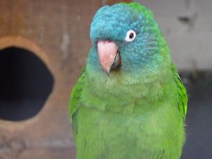 Blue Crowned Conure