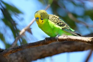 Budgerigar Bird