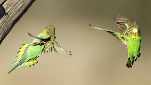 Budgerigar Flying